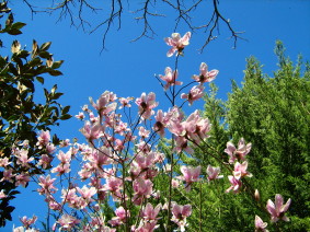 Fiori Salento
