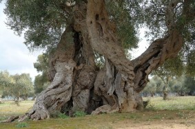storia-origini-ulivo3